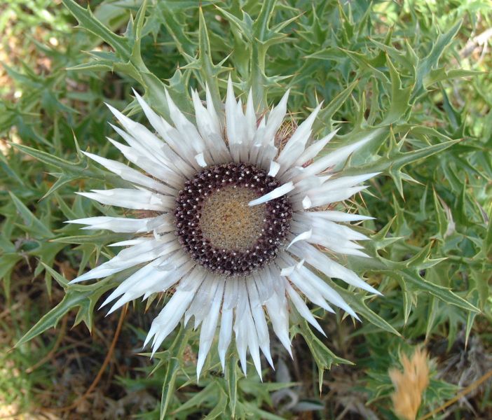 Carlina acaulis